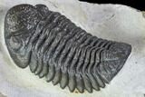 Morocops (Barrandeops) Trilobite - Jorf, Morocco #108215-4